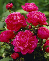 Без бренда «2KMB-4036» в Нижнем Новгороде