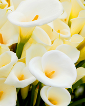 Без бренда «Белые каллы» в Нижнем Новгороде