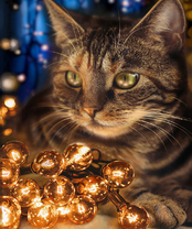 Без бренда «2KXSB-0678» в Нижнем Новгороде