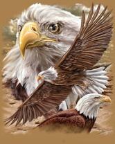 Без бренда «Коробка 20 шт: Орёл крупным планом» в Нижнем Новгороде