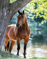 Без бренда «Коробка 20 шт: Лошадь у дерева» в Нижнем Новгороде