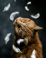 Без бренда «Кот среди перышек» в Нижнем Новгороде