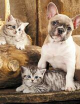 Без бренда «Милый щенок французского бульдога и два котёнка» в Нижнем Новгороде