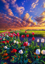 Без бренда «Поле тюльпанов под облачным небом» в Нижнем Новгороде